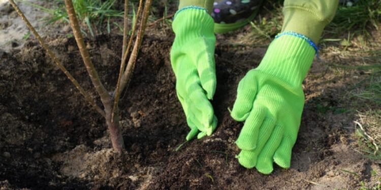 Mielec:   Sadzimy razem z Nadleśnictwem Mielec.