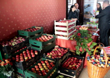 Sandomierz: Zbyt mało pszczół