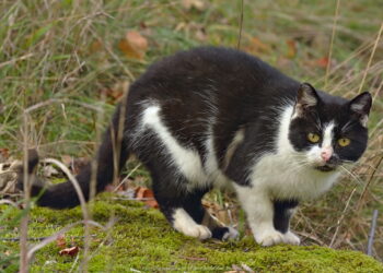 Mielec:   Znęcali się nad kotem.