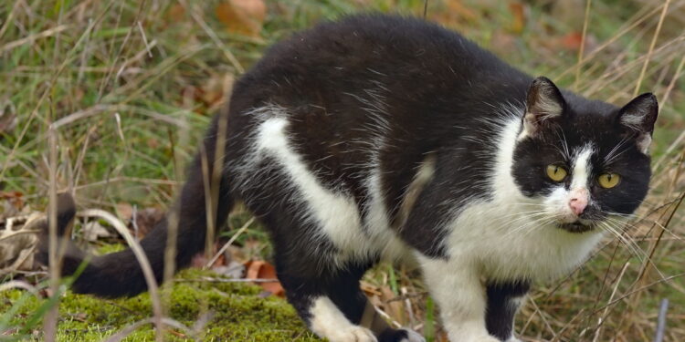 Mielec: Znęcali się nad kotem.