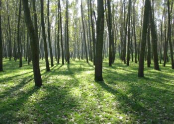Staszów: Zasadzą ponad milion nowych drzew
