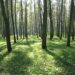Staszów: Zasadzą ponad milion nowych drzew