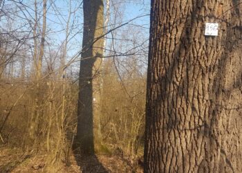 Tarnobrzeg.  170 drzew w Lesie Zwierzynieckim może uzyskać status pomników przyrody.