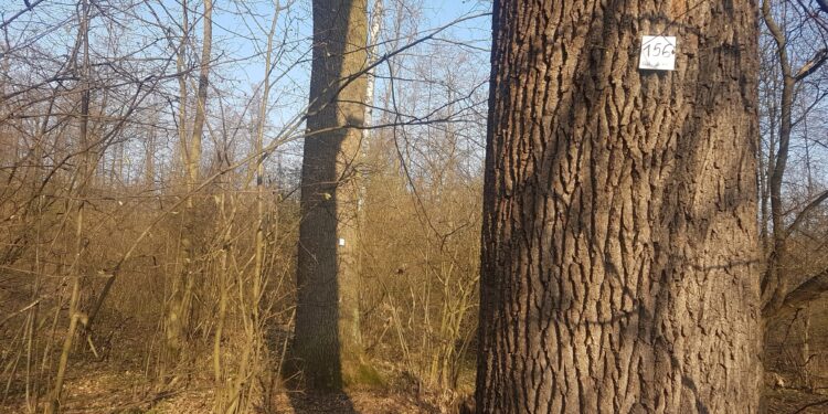 Tarnobrzeg. 170 drzew w Lesie Zwierzynieckim może uzyskać status pomników przyrody.