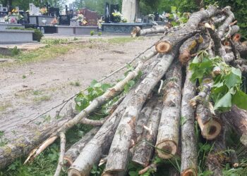 Tarnobrzeg. SKO wydało decyzję o wstrzymaniu wycinki drzew na cmentarzu.