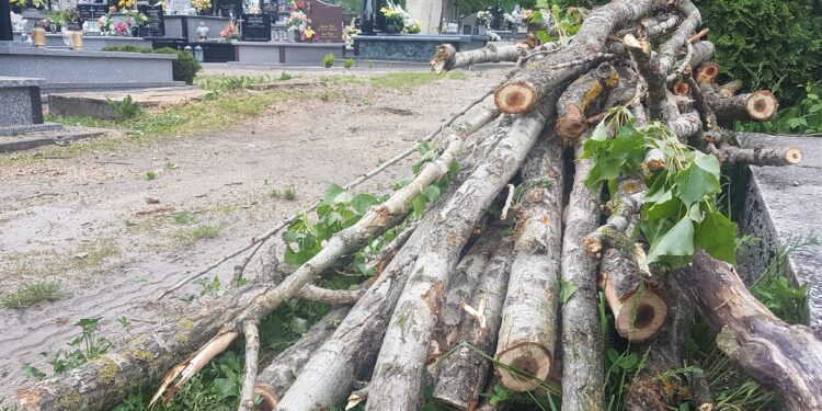 Tarnobrzeg. SKO wydało decyzję o wstrzymaniu wycinki drzew na cmentarzu.