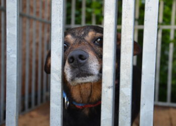 Ogólnopolski Dzień Praw Zwierząt.