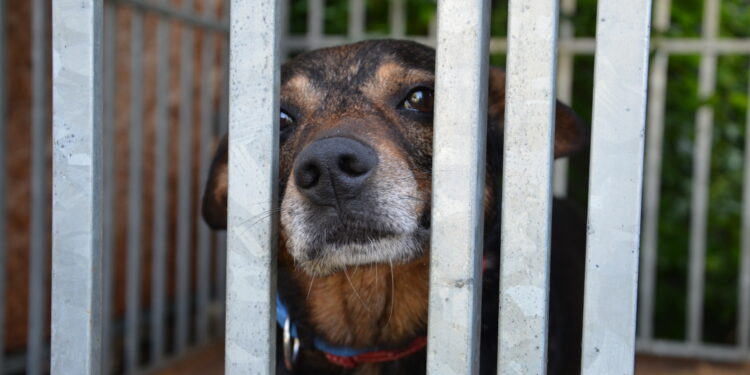 Ogólnopolski Dzień Praw Zwierząt.