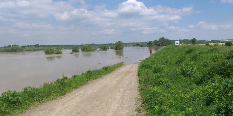 Tarnobrzeg. Obwałowania miasta dziś „zdają egzamin”.