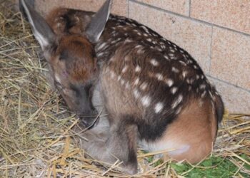 Opatów: Trzytygodniowy jelonek uratowany.