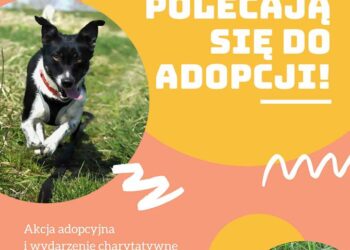Sandomierz: „Przytulaki polecają się do adopcji!”