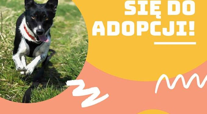 Sandomierz: „Przytulaki polecają się do adopcji!”