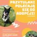 Sandomierz: „Przytulaki polecają się do adopcji!”