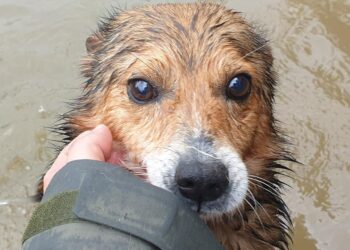 Mielec:   Nasze czworonogi są bezpieczne.