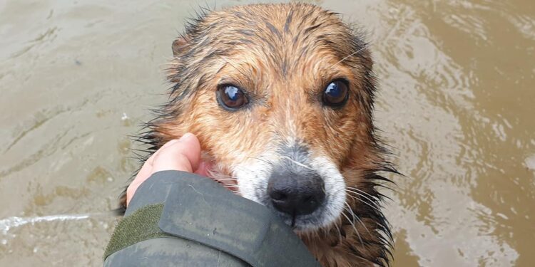 Mielec:   Nasze czworonogi są bezpieczne.