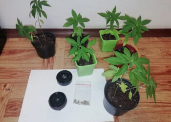 Ulanów: Na balkonie uprawiał marihuanę.