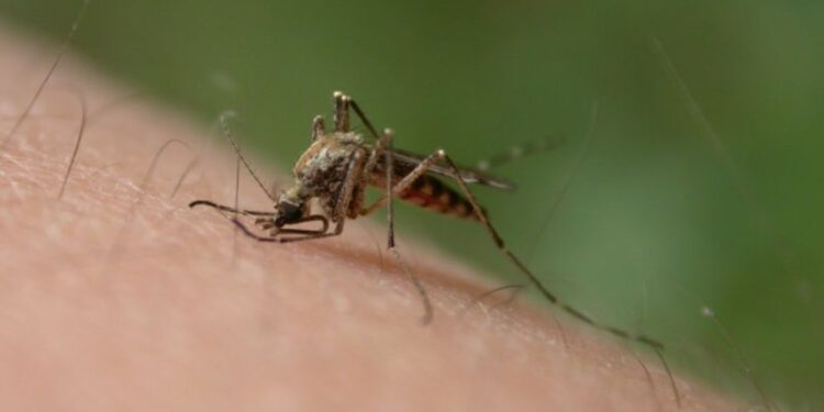 Tarnobrzeg. Odkomarzanie w piątek.