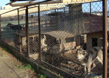 Mielec: Przytulisko może zmienić właściciela