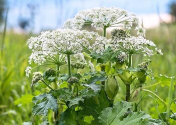 Mielec: Uwaga na Barszcz Sosnowskiego