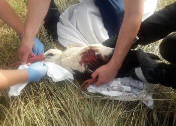 Hucisko: Uratowali rannego bociana