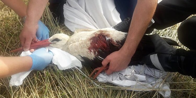 Hucisko: Uratowali rannego bociana