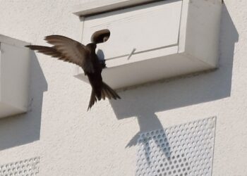 Mielec: Awantura o domki dla jerzyków.