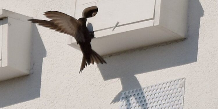 Mielec: Awantura o domki dla jerzyków.