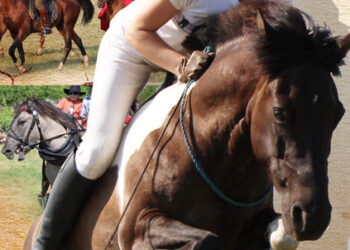 Obojna: W niedzielę piknik rodzinny 'Konie nasza pasja’