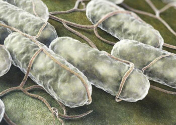 Nisko: Ciągle nie wiadomo jak doszło do zatrucia salmonellą na przyjęciu weselnym