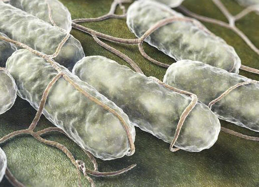 Nisko: Ciągle nie wiadomo jak doszło do zatrucia salmonellą na przyjęciu weselnym