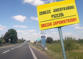 Mielec: Zgnilec amerykański