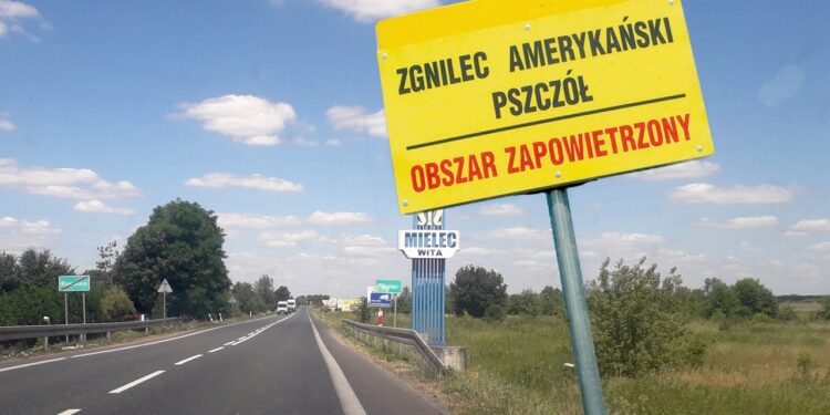 Mielec: Zgnilec amerykański