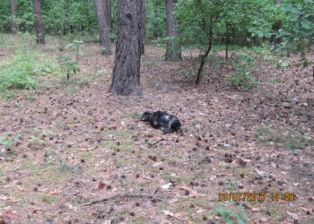 Tarnobrzeg. Okaleczone zwłoki psa na Kamionce.