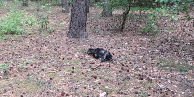 Tarnobrzeg. Okaleczone zwłoki psa na Kamionce.