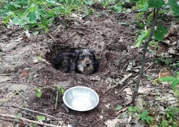 Kolbuszowa: Zakopał żywego psa.