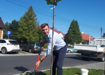 Sandomierz: Nasadzenia na ulicy 11 Listopada i Puławiaków.