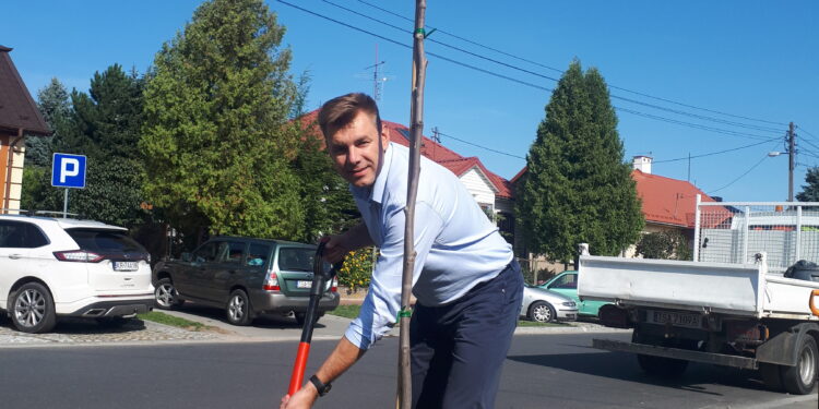 Sandomierz: Nasadzenia na ulicy 11 Listopada i Puławiaków.