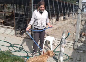 Mielec:  Dzień otwarty w mieleckim schronisku dla bezdomnych zwierząt