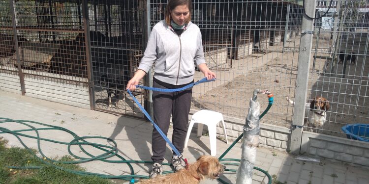 Mielec:  Dzień otwarty w mieleckim schronisku dla bezdomnych zwierząt