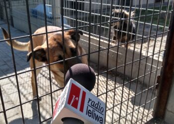 Mielec: Dzień otwarty w schronisku dla zwierząt