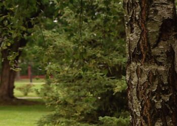 Mielec:  Park budzący wiele emocji.