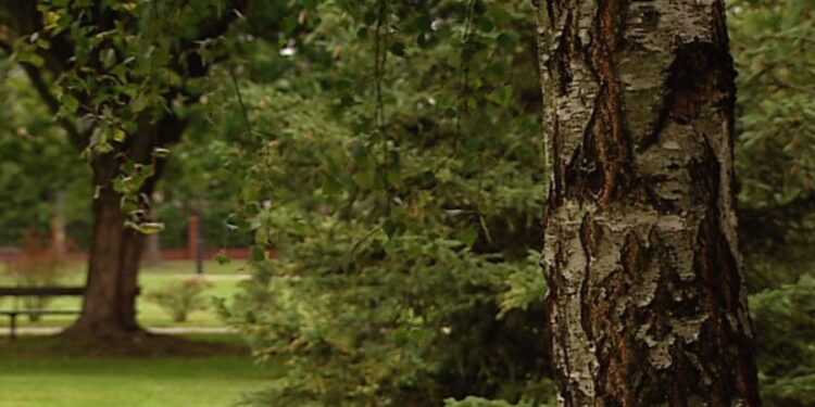 Mielec: Park budzący wiele emocji.