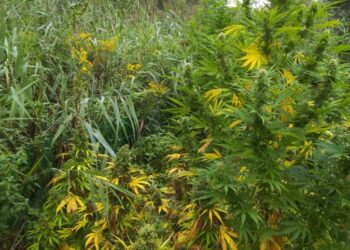 Mielec: Mieleccy policjanci rozbili grupę przestępczą