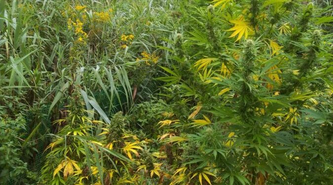 Mielec: Mieleccy policjanci rozbili grupę przestępczą