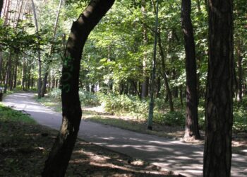 Mielec: Wycinka poddana analizie.