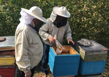 Świętokrzyskie: Pszczoły dla naszego środowiska naturalnego