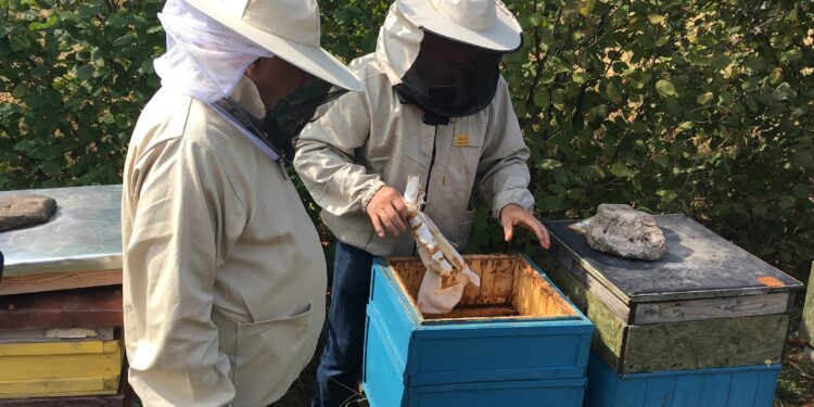 Świętokrzyskie: Pszczoły dla naszego środowiska naturalnego