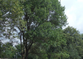 Bojanów: Ruszyła rewitalizacja parku