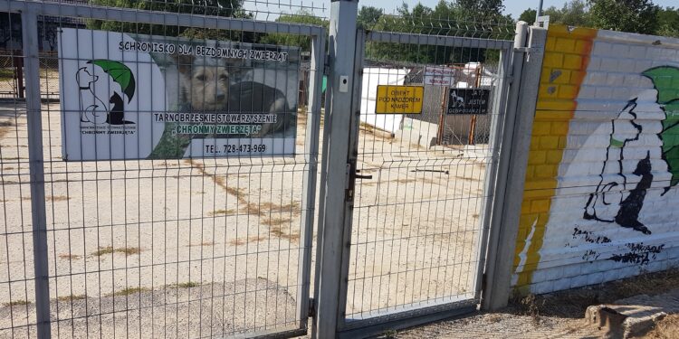 Tarnobrzeg. Każde zwierzę ze schroniska zasługuje na najlepsze.