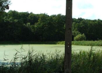 Werynia: Utonął mężczyzna